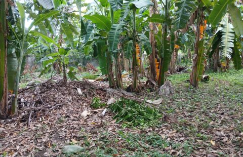 Terreno en alquiler #382
